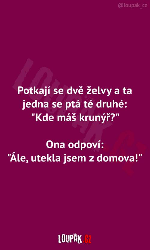  Když je želva bez krunýře 