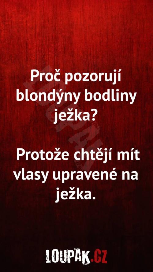  Proč pozorují blondýny bodliny ježka 