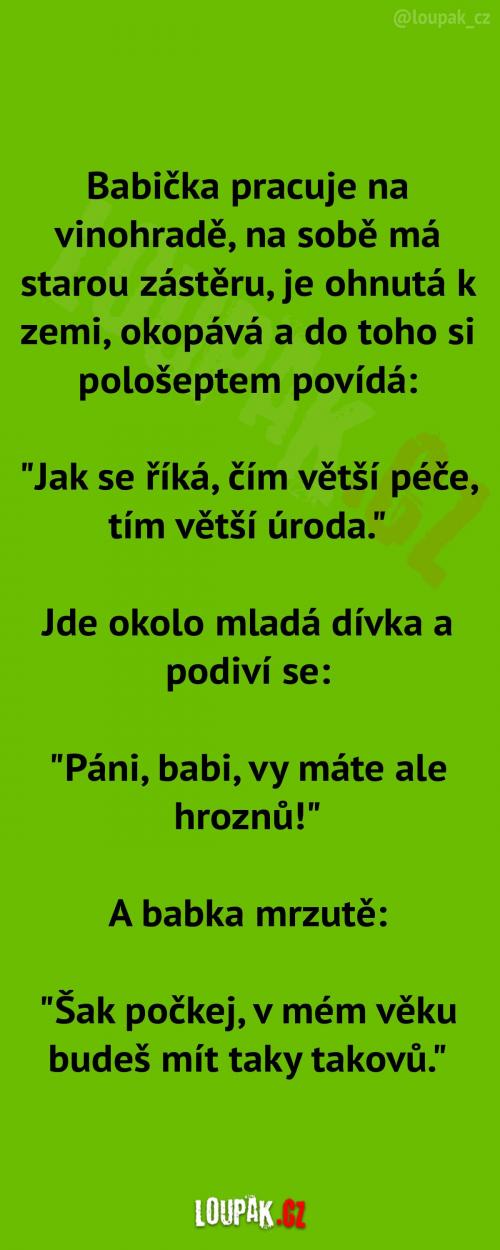  Stará babička na vinohradě  