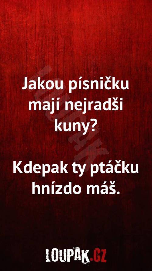 Jakou písničku mají nejradši kuny?