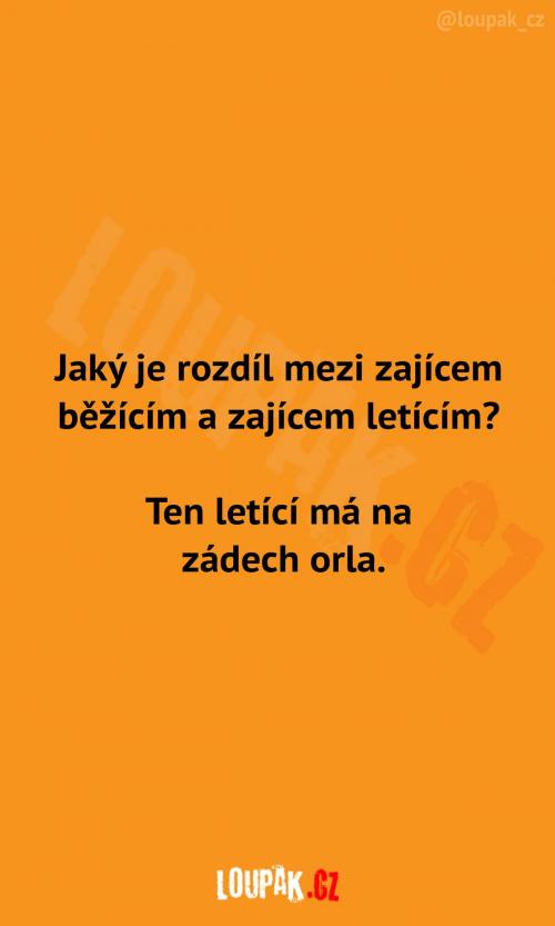  Zajíc běžící a zajíc letící 