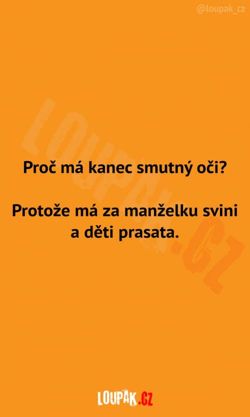  Proč má kanec smutné oči? 