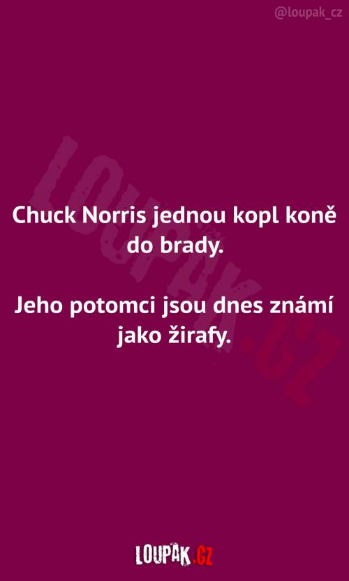  Když Chuck Norris kopl koně do brady 