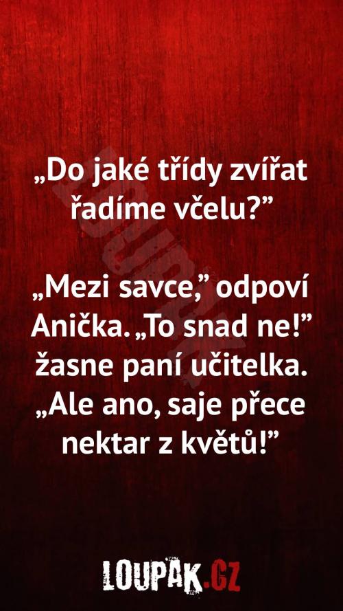 Do jaké třídy zvířat řadíme včelu