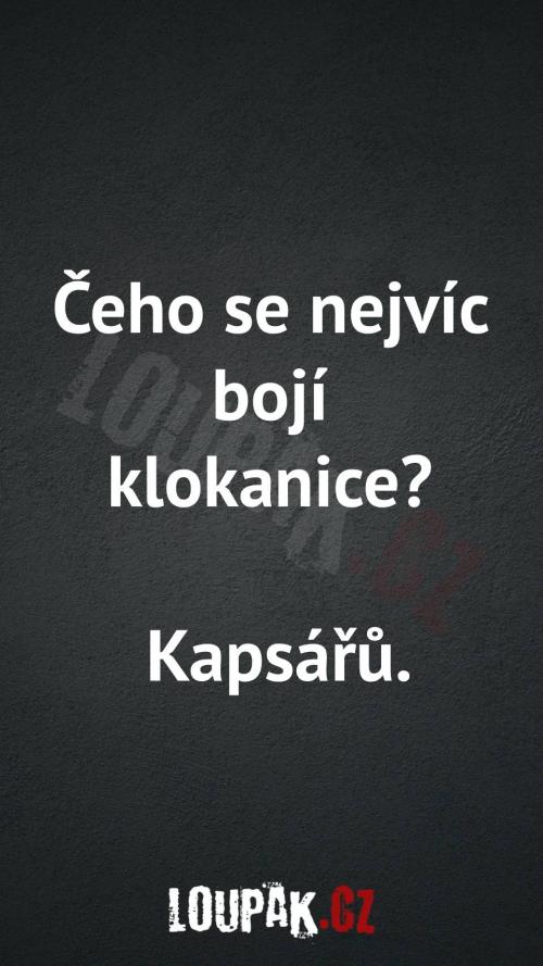 Čeho se nejvíc bojí klokanice