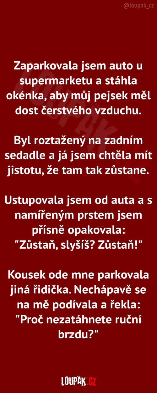  Na nákupu autem se psem 