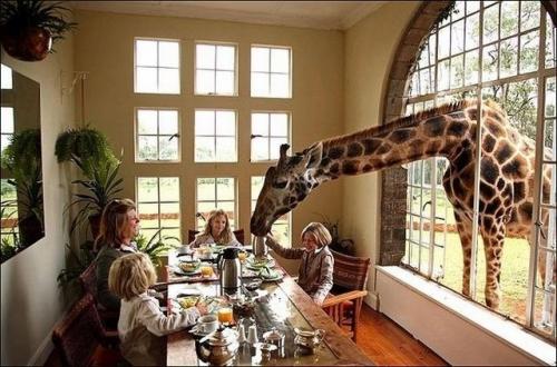 Oběd pro žirafu
