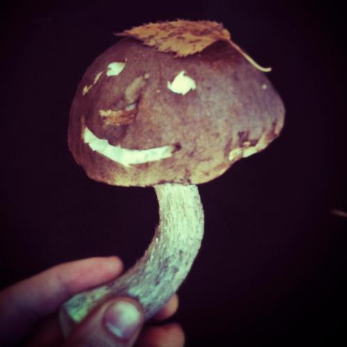  usmevava houba 