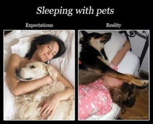  sleep with pets 