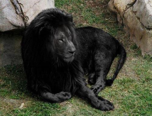 Už jsi někdy viděl, černého lva?