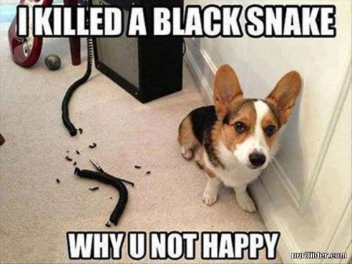 Zabil jsem hada