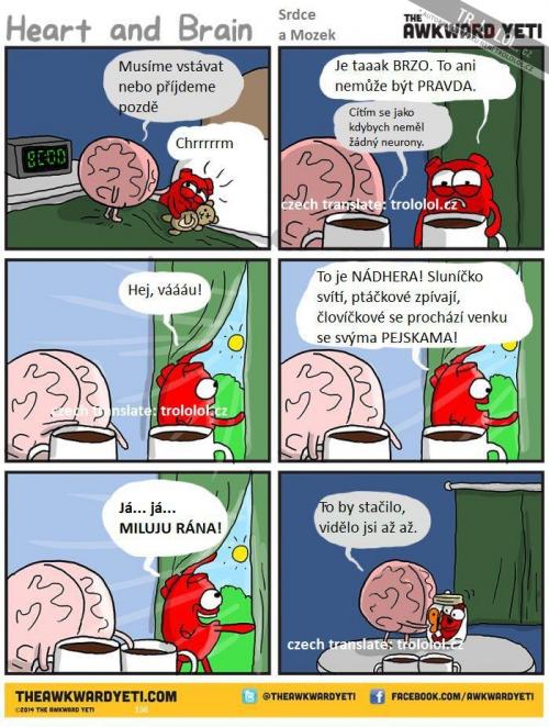 Srdce a mozek