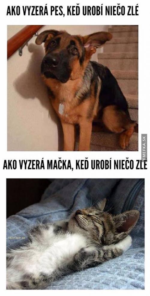  Pes vs kočka 