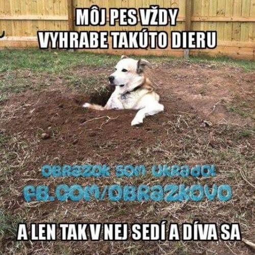  Můj pes 