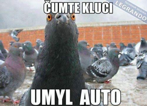 Umyl si auto!