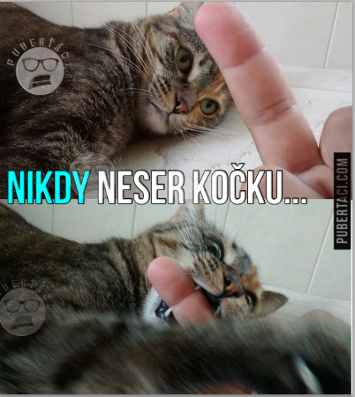 Neštvi kočku