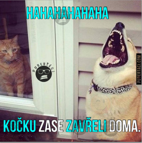  Kočka je doma 