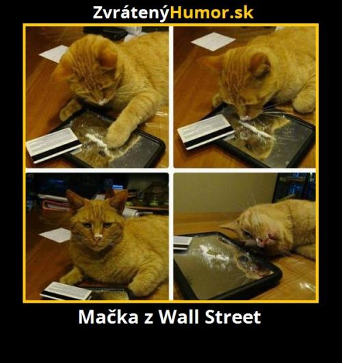  Kočka z Wall street 