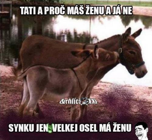  Proč máš ženu 