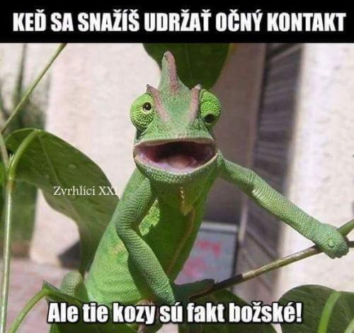  Božská prsa 