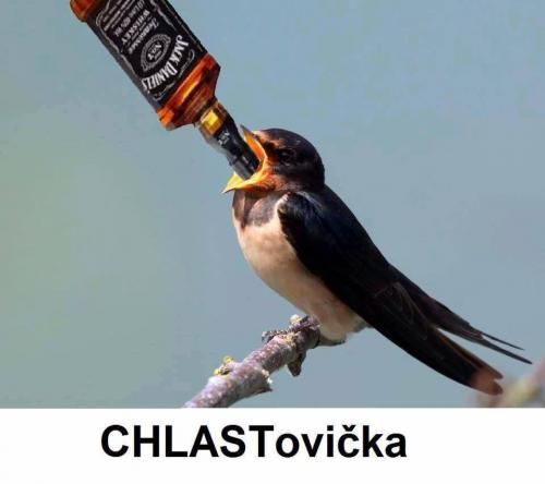 CHLASTovička