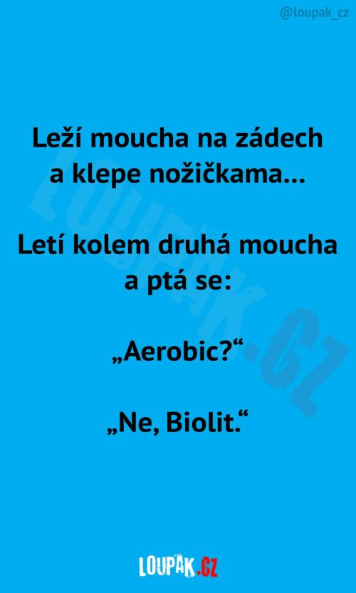 Moucha, co klepe nožičkama