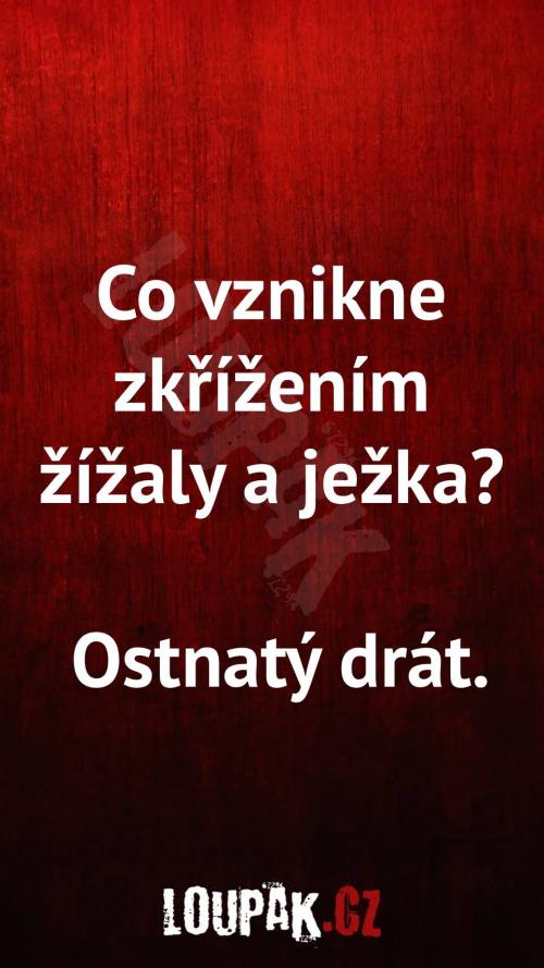 Co vznikne zkřížením žížaly a ježka