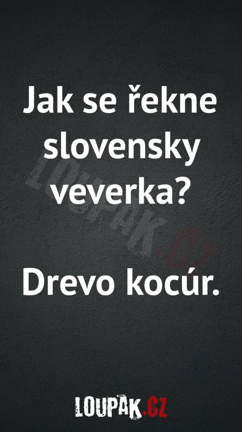 Jak se řekne slovensky veverka Jak se řekne slovensky veverka
