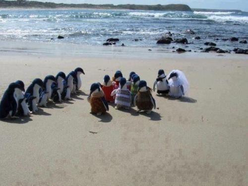 Tučňáčí svatba