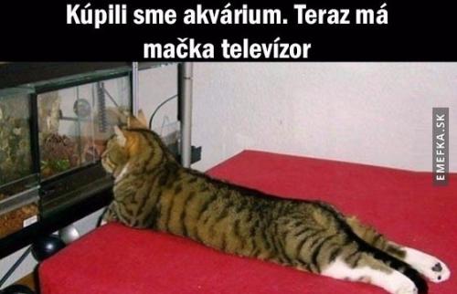  Televizor pro kočku 