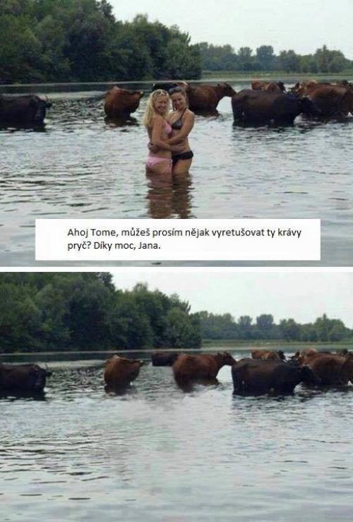  Krávy 