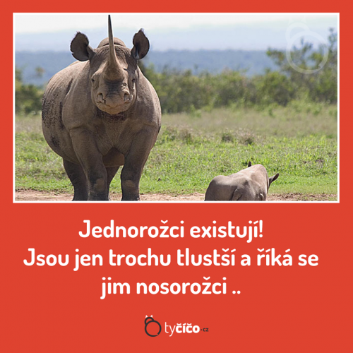 Jednorožci