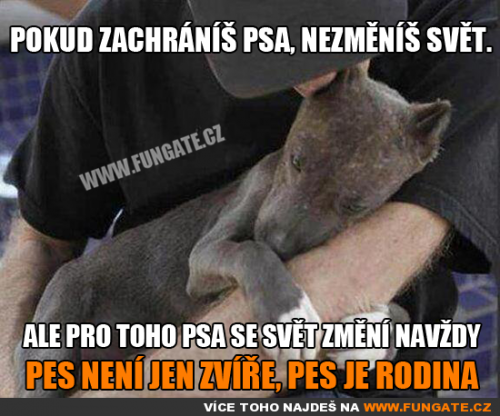  Pokud zachráníš psa, nezměníš svět 