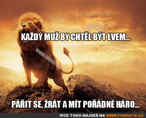  Každý muž by chtěl být lvem 