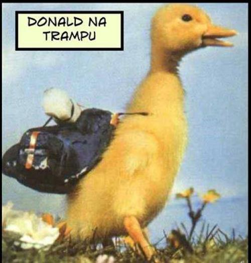  Donald 