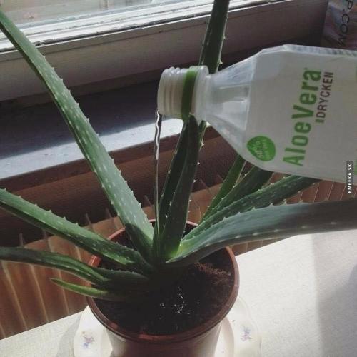 AloeVera