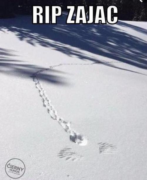  Zajíc 