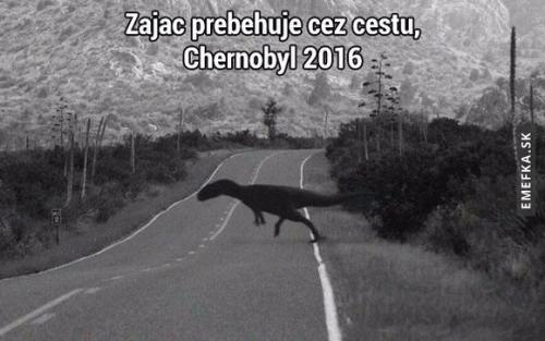  Zajíc v Černobylu 