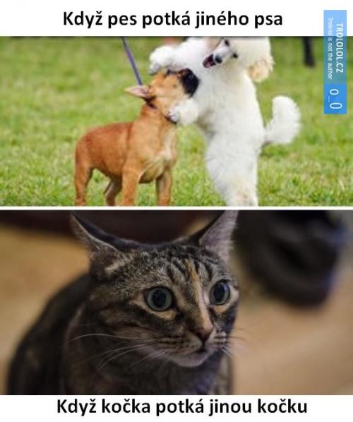  Pes vs Kočka 
