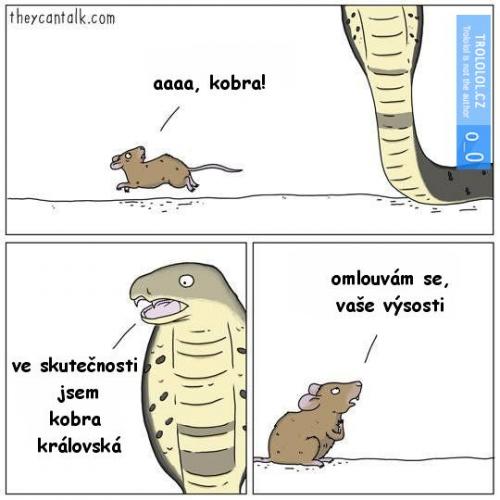  Kobra 