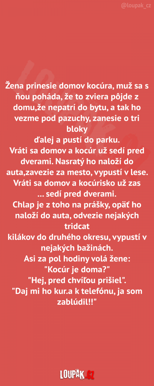  Žena přinese domů kocoura 