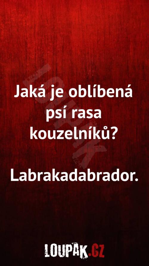  Jaká je oblíbená psí rasa kouzelníků 