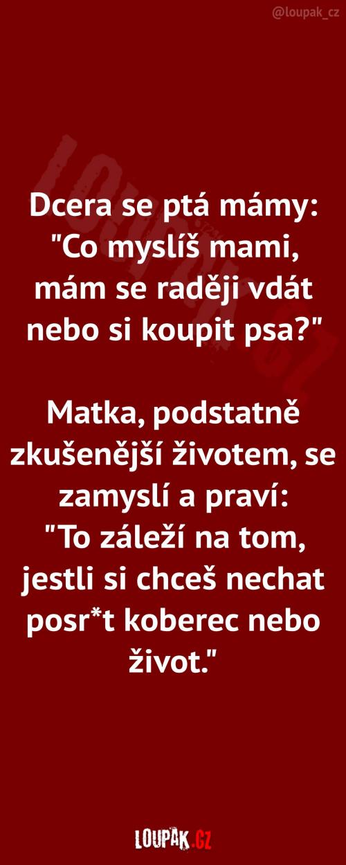  Svatba nebo pořízení psa 