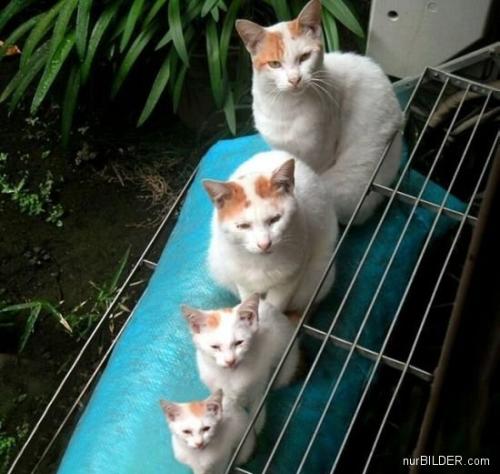 Kočičí rodinka