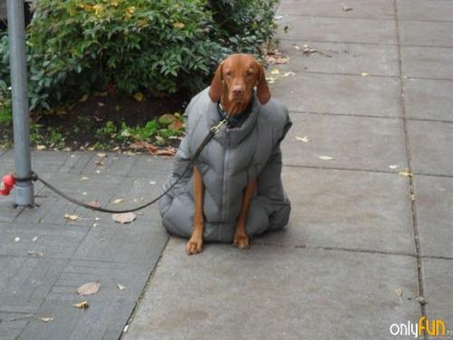 Zimní bunda pro psa