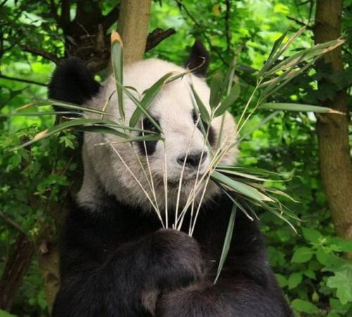 Panda se schovává