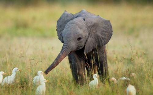 Slon má kamarády