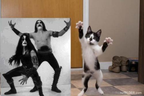  Kočka vs. Kiss 