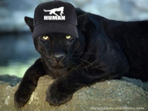  Puma s kšiltovkou Human 