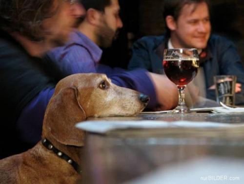  Pes vs. víno 